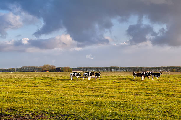 istock cattle on pasture in morning sunshine 178554949