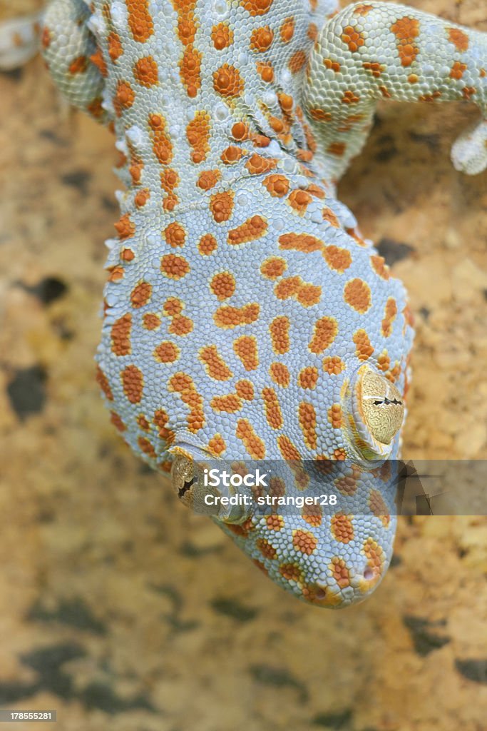 Gecko gekko - Foto de stock de Agresión libre de derechos