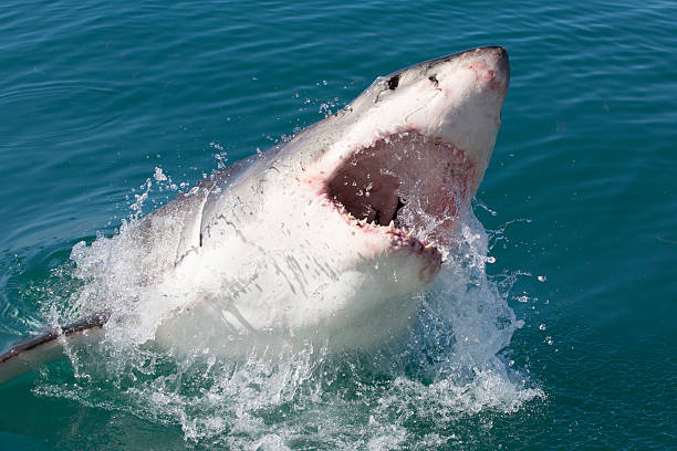 Great white shark breaching Great white shark breaching, South Africa animals breaching photos stock pictures, royalty-free photos & images