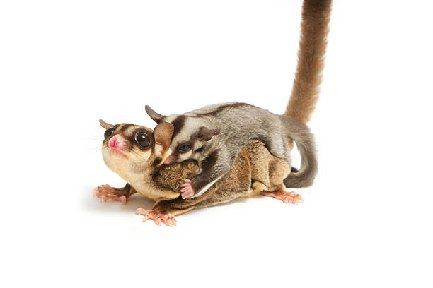 istock sugar-glider mom and little joey cling back 178555517