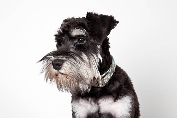 istock Miniature schnauzer closeup isolated on white 178555627
