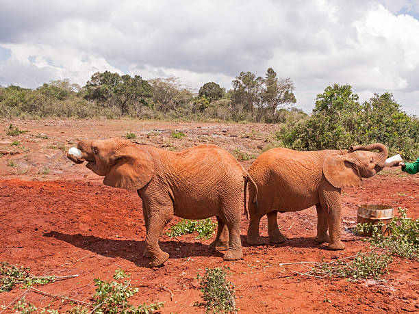 istock Two baby elephants stand in profile back-to-back and drink milk 178555911