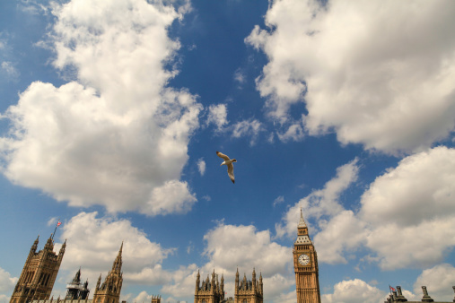 Seagulls flying in front of the Houses Of Parliament, London,UK.
