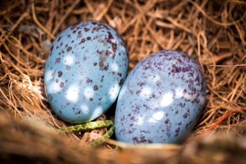 This is Natural Wild Birds Blue Eggs within Nest.