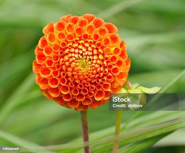 Tangerine Dahlia Stock Photo - Download Image Now - Dahlia, Flower, Flowerbed