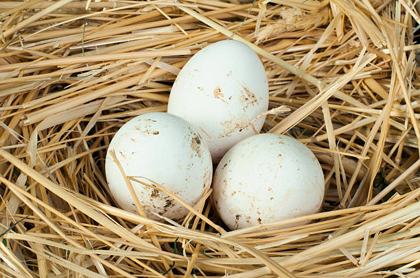istock Organic domestic white eggs in straw nest 178556473