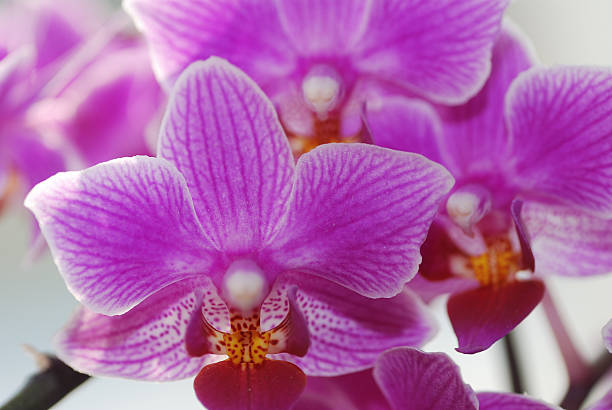 istock lot of purple orchid 178556563