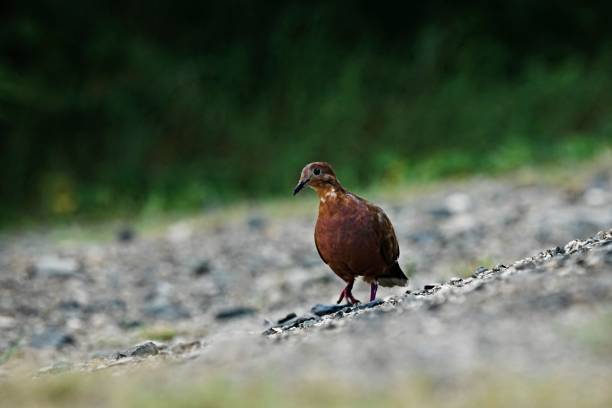 istock Brown pigeon on the rocky ground looking at the camera 1785568026