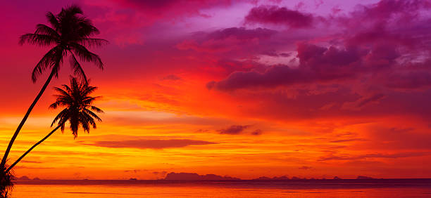 istock Sunset over the ocean with tropical palm trees silhouette 178556978
