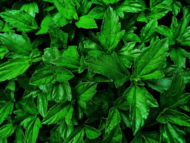istock Selective focus of green leaves. 1785570729