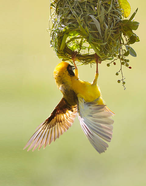 Masked Weaver Bird Brightly Yellow Coloured  Male Masked Weaver Constructing a Grass Nest weaverbird photos stock pictures, royalty-free photos & images