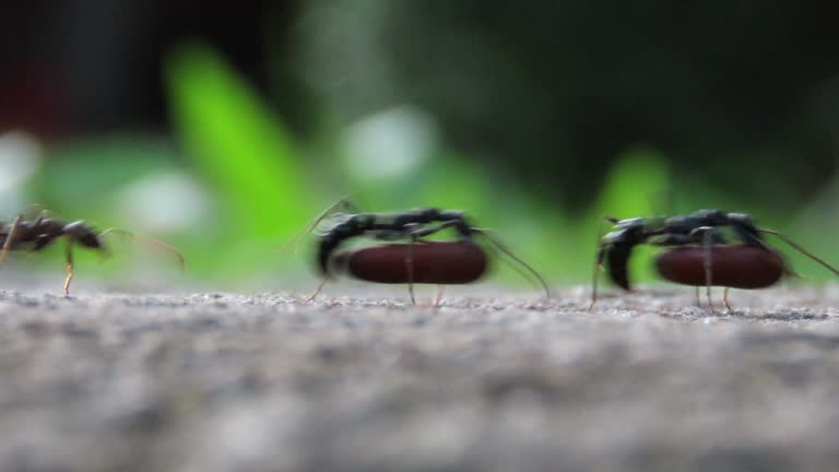 Group of Black ants are carrying their eggs on ground