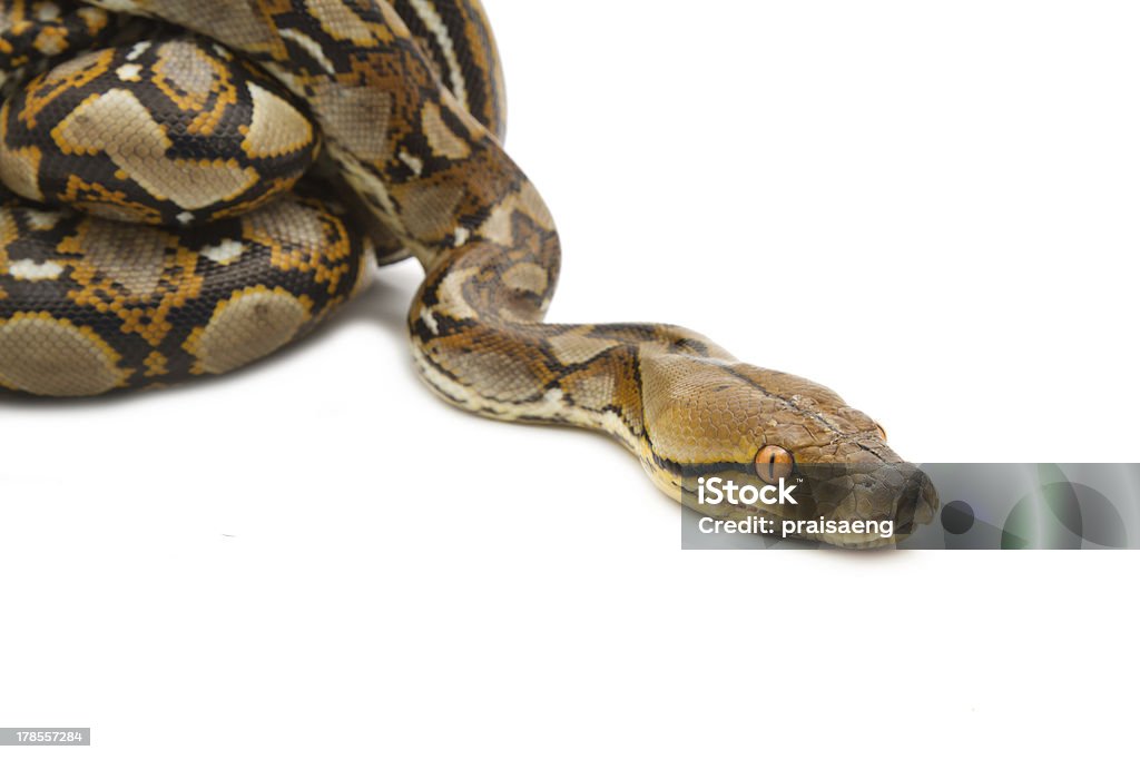 Burmese Python Outstretched Close Up Of Burmese Python Isolated Stock Photo - Download Image Now ...