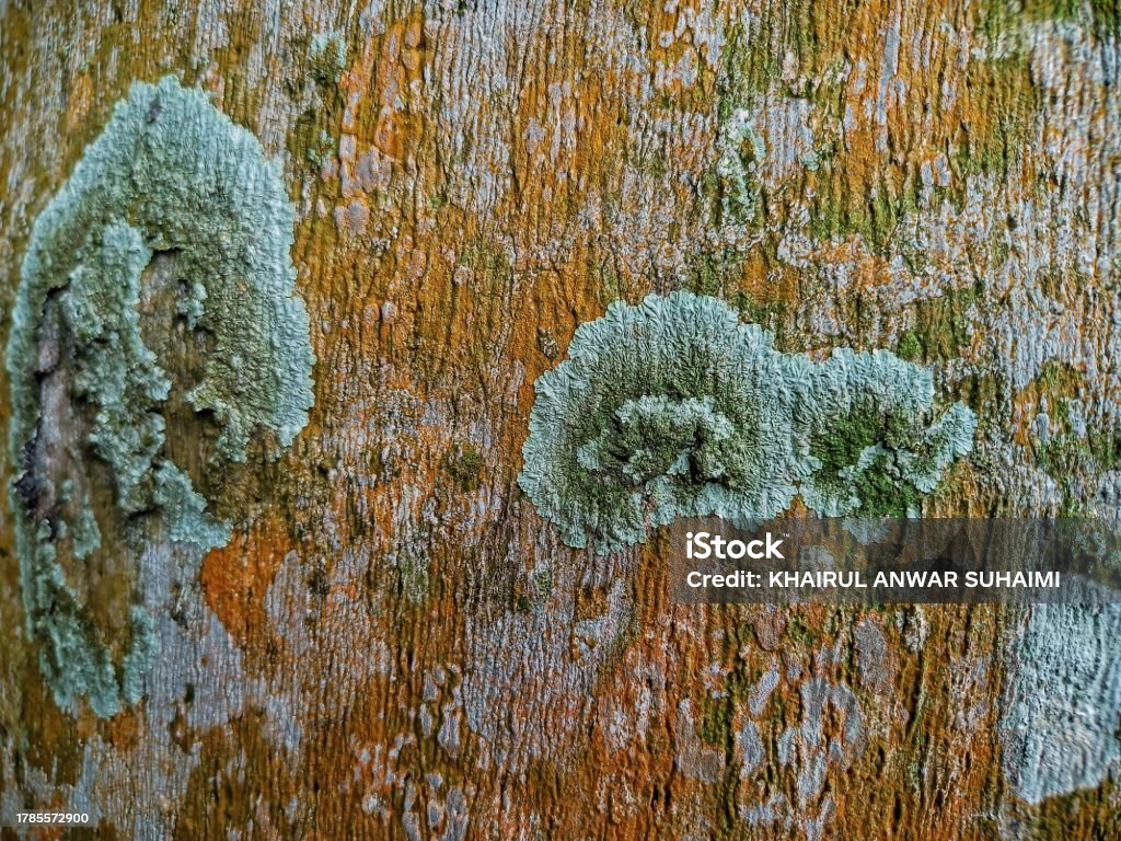 Tree Skin Ripped A Tree Skin Texture Stock Photo - Download Image Now - Abstract, Aging ...