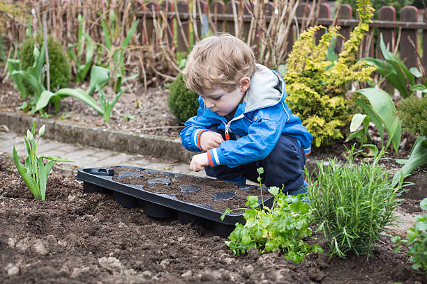 kleine junge pflanzen samen im gemüsegarten - seed packet stock-fotos und bilder