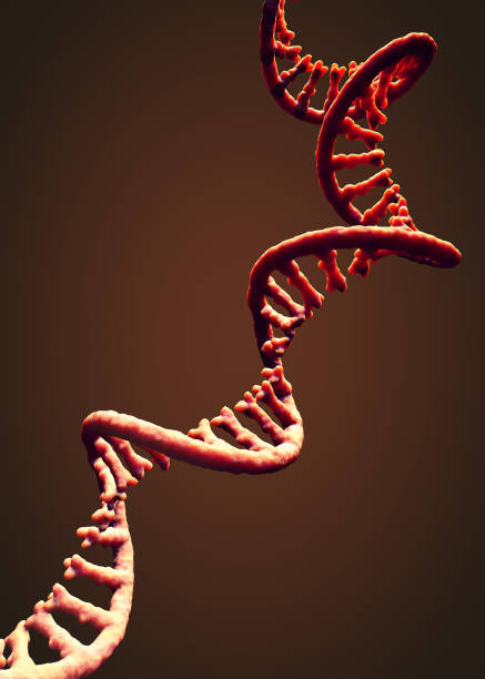 istock Single-stranded molecule of RNA called messenger ribonucleic acid - 3d illustration 1785575020