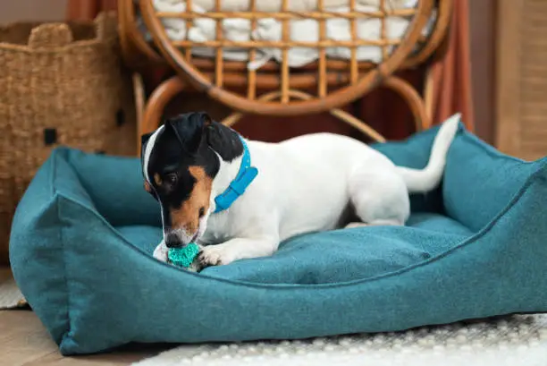 A dog gnaws a rubber toy in his bed. Playful Jack Russell