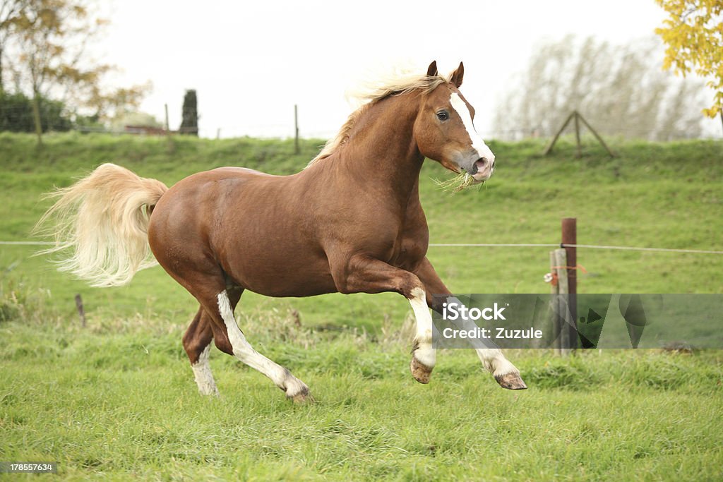 Chestnut poni galés con el pelo rubio corriendo en pasturage - Foto de stock de Actividad libre de derechos