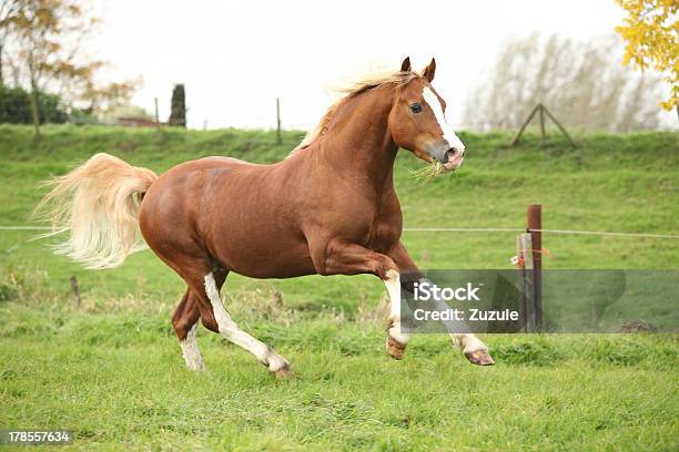 Kasztan Welsh Pony Z Blond Włosy Biegania Na Pasturage - zdjęcia stockowe i więcej obrazów Biegać