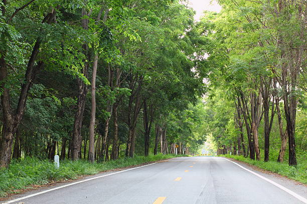 istock Country road running through tree alley 178557654