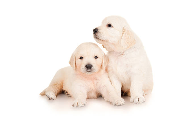 istock Two puppies golden retriever 178557781