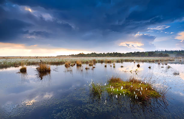 istock cotton grass on swamp after storm 178557813