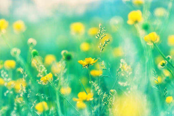 istock Beautiful yellow flowers and sun rays 178558140
