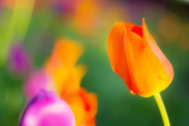 A tulip in soft focus, with a background of softer focused tulip colors.
