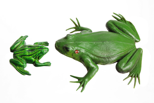 Miniature Toy Frogs