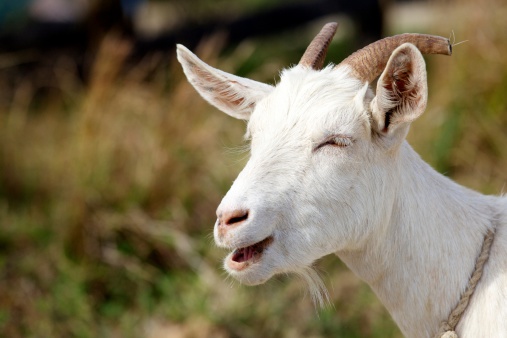 A white billy goat that looks like he is smiling.