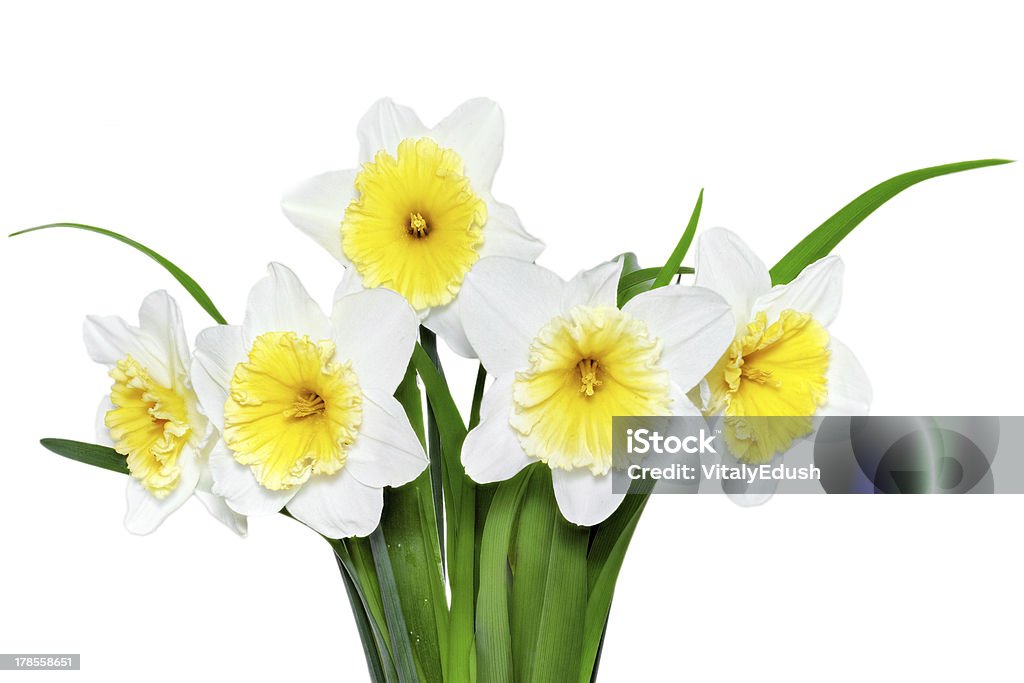 Belles fleurs de printemps :  Jaune jonquille Narcisse (blanc) - Photo de Arbre en fleurs libre de droits