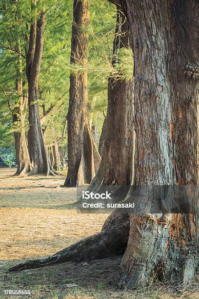 Nai Yang Parco Nazionale - Fotografie stock e altre immagini di Albero - Albero, Albero tropicale, Ambientazione esterna