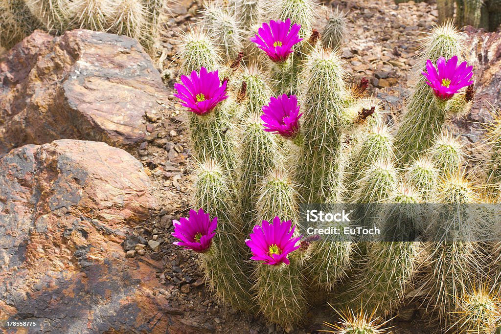Ibis erizo Cactus florecidos - Foto de stock de Afilado libre de derechos