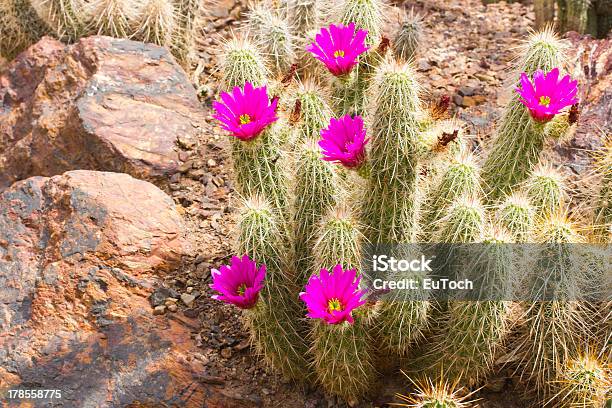 Ibis Erizo Cactus Florecidos Foto de stock y más banco de imágenes de Afilado - Afilado, Aguja - Parte de planta, Amarillo - Color