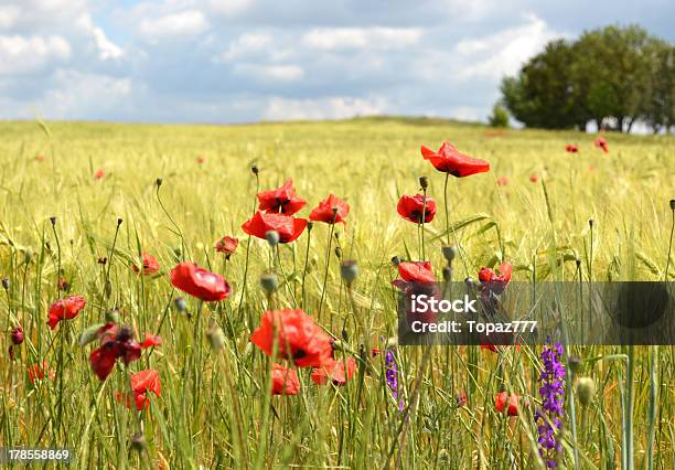 Poppies Fiori - Fotografie stock e altre immagini di Agricoltura - Agricoltura, Ambientazione esterna, Ambiente