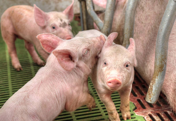 istock Momma pig feeding baby pigs 178558919