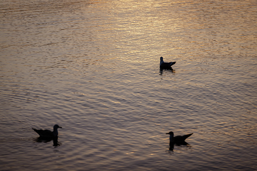 Duck swimming in the lake during sunset