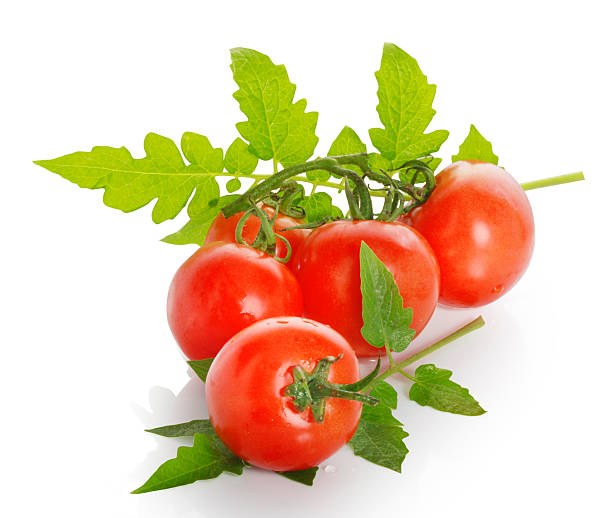 Red tomatoes stock photo