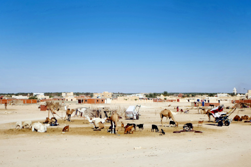 Douz, Kebili, Tunisia - September 17, 2012 : Camels are resting on the edge of the city, together with other domestic animals.