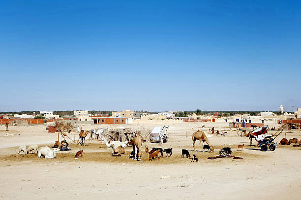 Camels are resting Douz, Kebili, Tunisia - September 17, 2012 : Camels are resting on the edge of the city, together with other domestic animals. tunisia sahara douz stock pictures, royalty-free photos & images