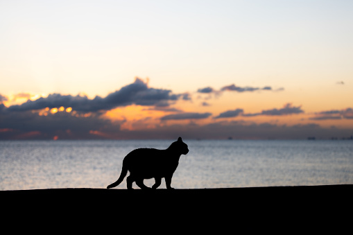 Black cat is walking on the coastline at sunset.