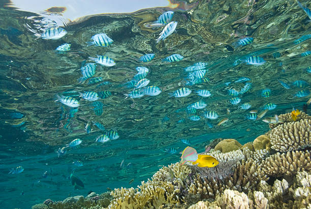 Coral reef scene A tropical reef scene with Sergeant major fish (abudefduf vaigiensis) and their reflections below the water surface. Near Garden, Sharm el Sheikh, Red Sea, Egypt. abudefduf vaigiensis stock pictures, royalty-free photos & images