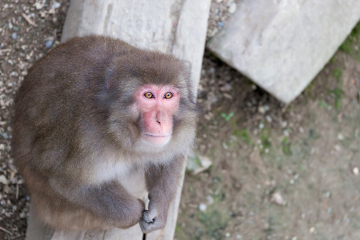 The Japanese monkey to look up at.