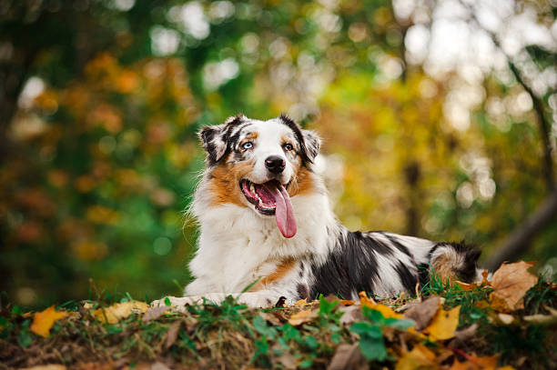 istock young merle Australian shepherd portrait in autumn 178559404