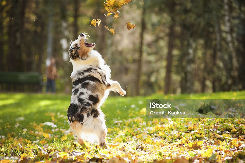 Australian shepherd dog jumping and playing with leaves  young merle Australian shepherd playing with leaves in autumn Dog Stock Photo