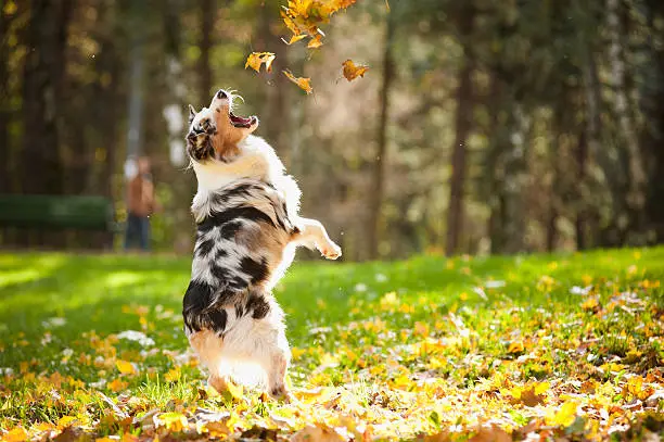 young merle Australian shepherd playing with leaves in autumn