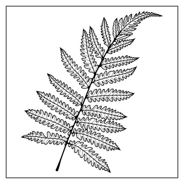 Vector illustration of Black outline of a fern leaf on a white background. Silhouette of a plant for coloring, creating various designs, wallpapers and patterns.