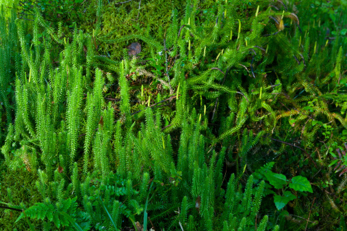 Wolf's-foot clubmoss (Lycopodium Clavatum) close up of endangered species