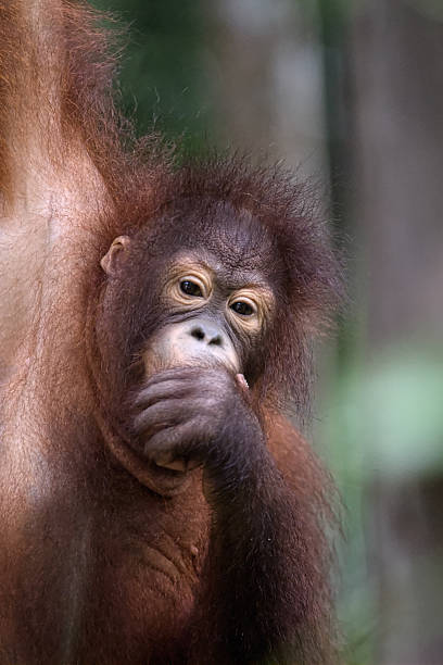 Orangutan Portrait stock photo