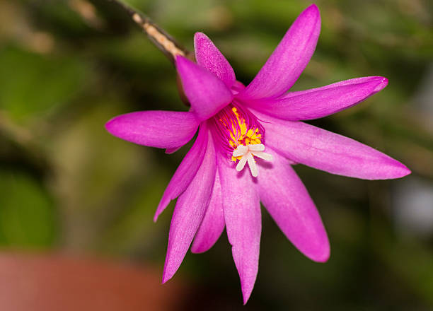 The Zygocactus blossomed The Zygocactus blossomed. lava cactus stock pictures, royalty-free photos & images